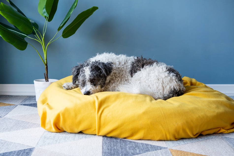 Ein altes Kissen kann noch als Bett für Hunde oder Katzen dienen.