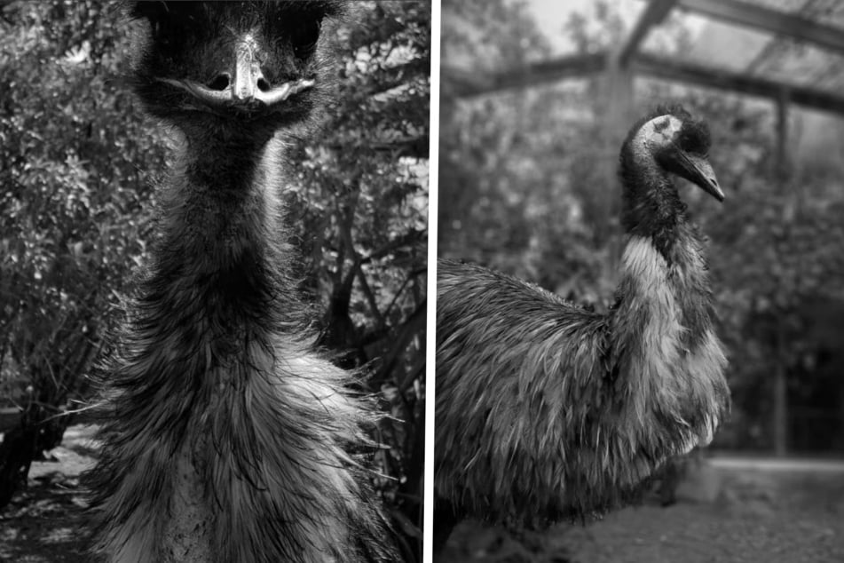Ältester Emu der Welt? Große Trauer um Männchen "Emma"
