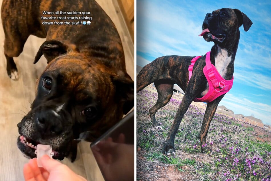 Dog sees hail falling from the sky – no one expects her adorable reaction!