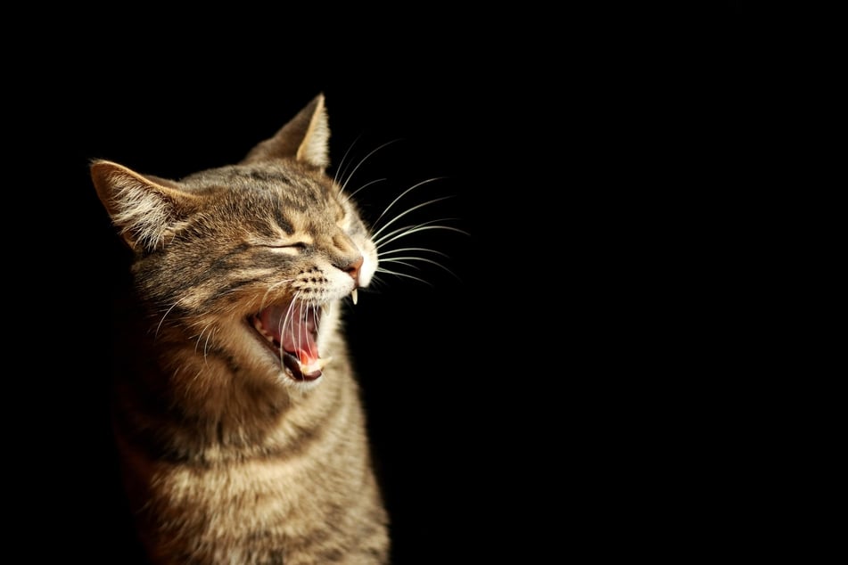 Why are you so tired, kitty-cat? You're nocturnal!