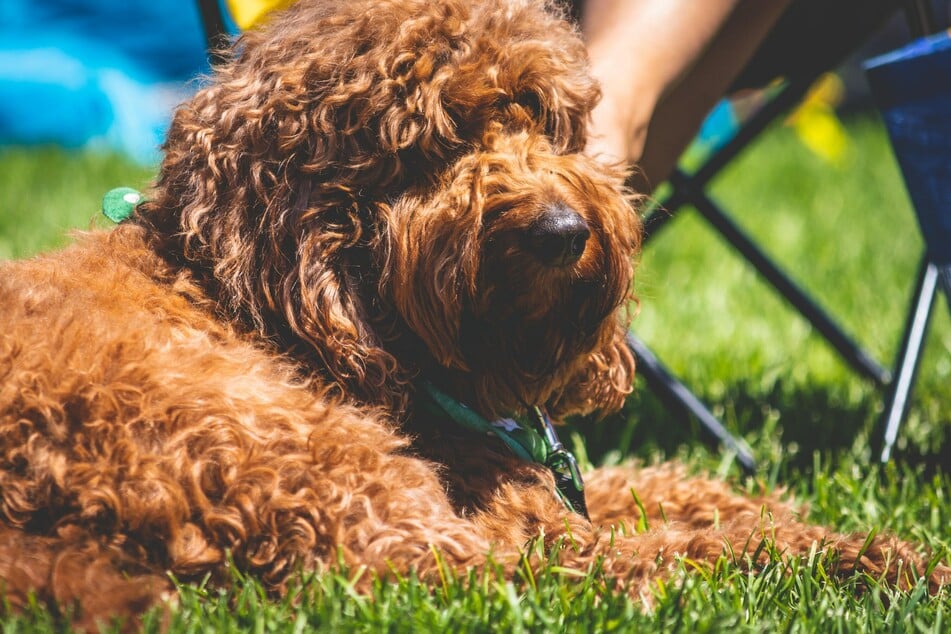Hunde sind für Marder eine Bedrohung und schon ihr Geruch kann sie vertreiben.