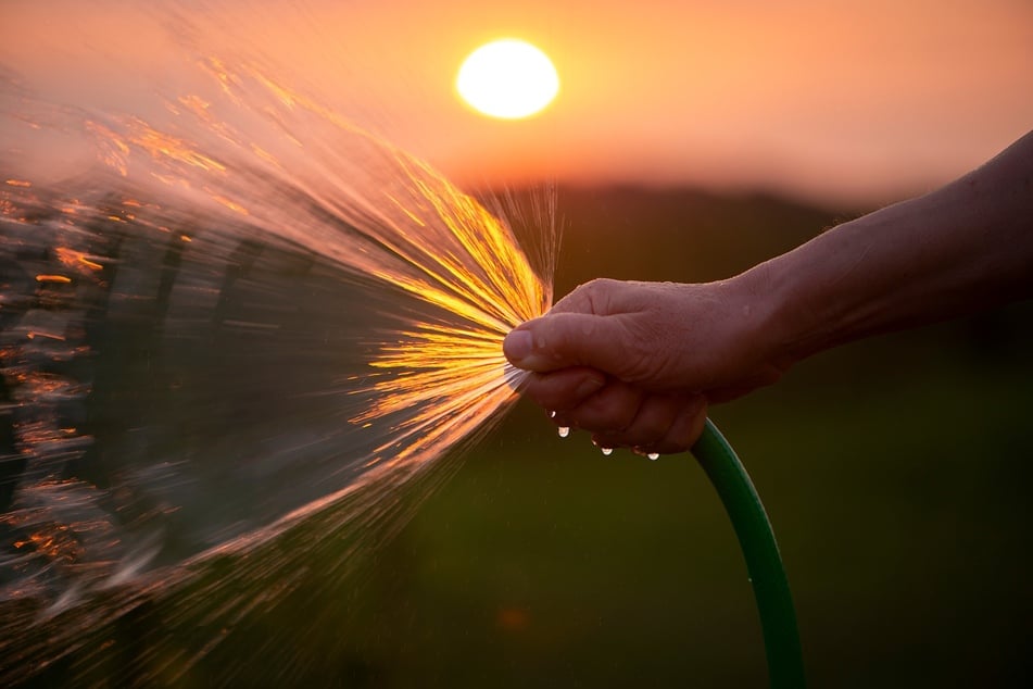 Garten bewässern: Sollte man lieber morgens oder abends gießen?
