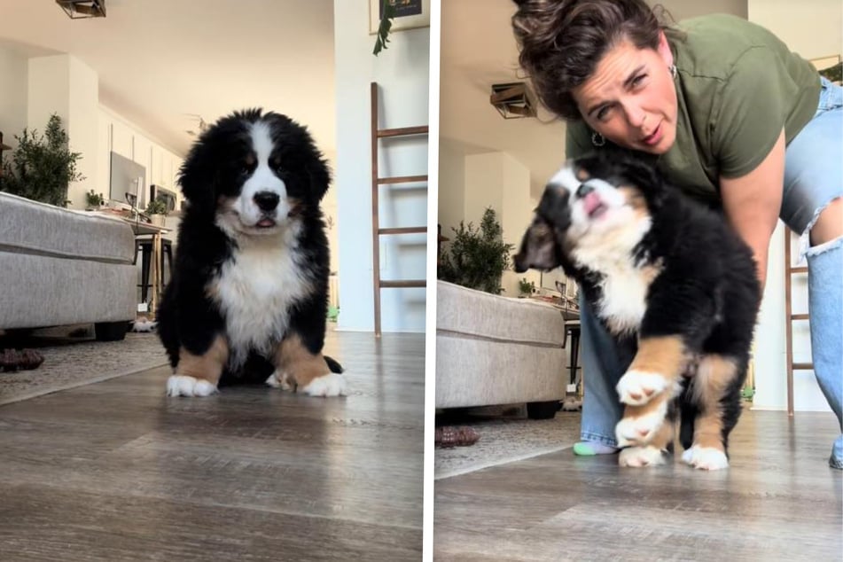 Dog owner tries to get adorable puppy on camera – his feisty reaction is priceless!