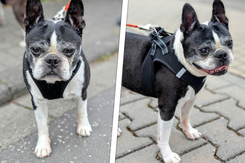 Süßer Hunde-Opa durchlebt wahres Trauma: Steht für Nobi ein Wunder im Raum?