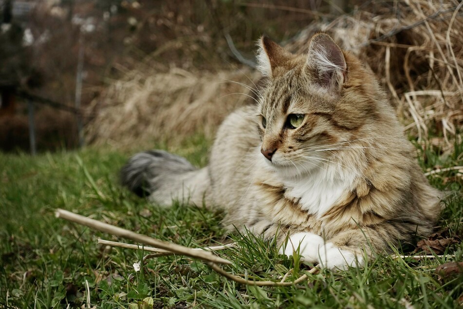 How to train an outdoor cat