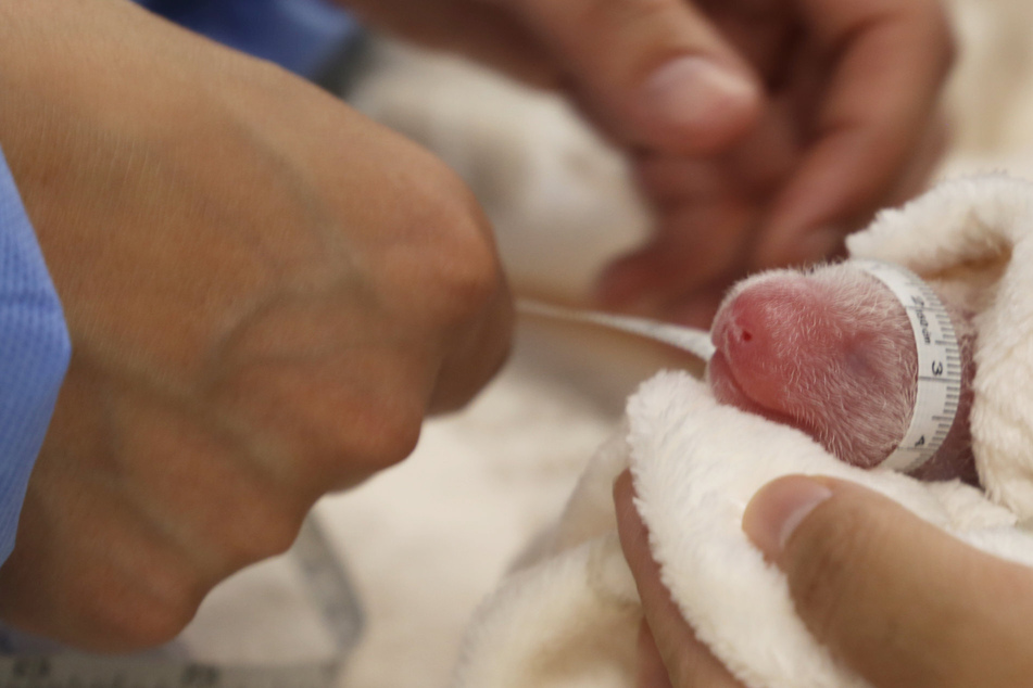 Panda-Babys im Berliner Zoo: Wie ergeht es den Zwillingen in der kritischen Phase?