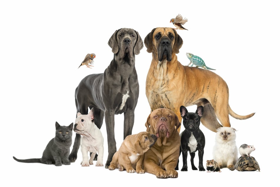 Animals