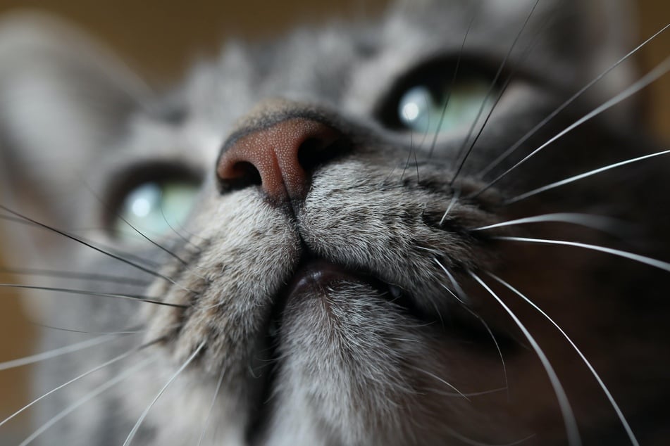 What smells do cats hate?
