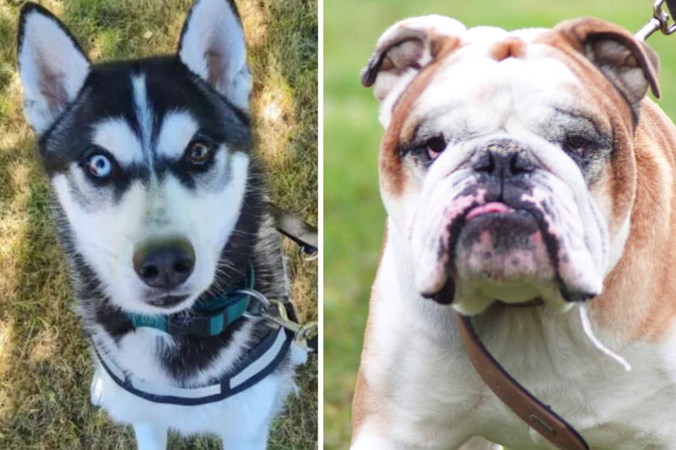 Berlin: Speed-Dating auf Tempelhofer Feld: Finden diese Hunde das perfekte Match?