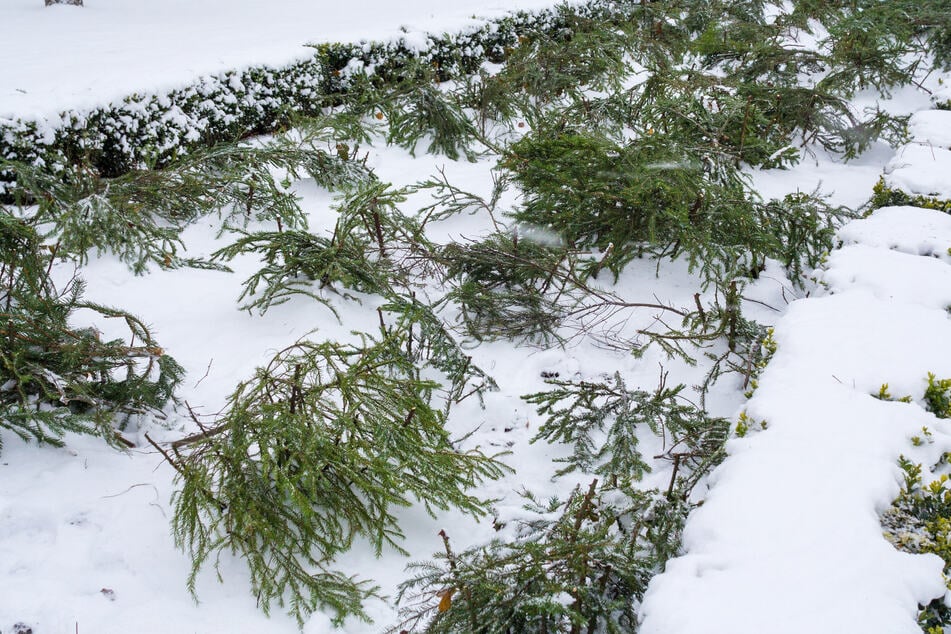 Mit Tannenzweigen kann man ein gutes Luftpolster für den Winter schaffen.