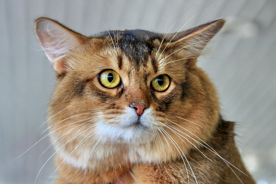 Somali cats can often look incredibly grumpy.