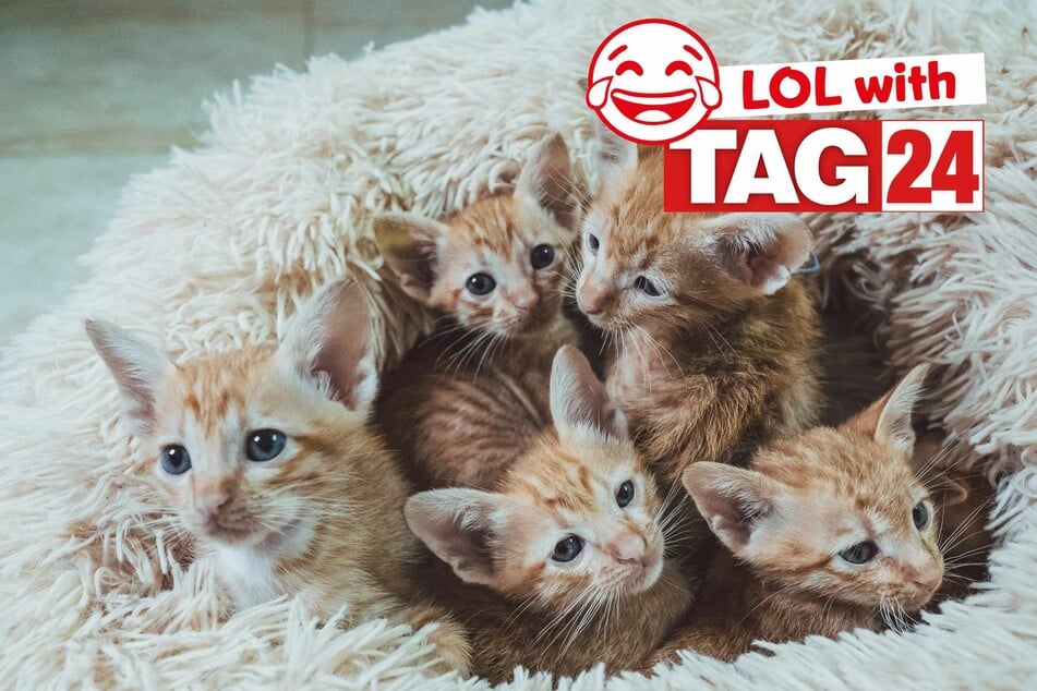 Joke of the Night for May 3, 2025: The best cat jokes to wrap up Caturday
