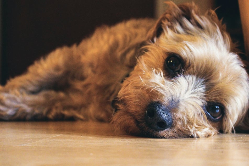 Dog depression: Why is my dog sad?