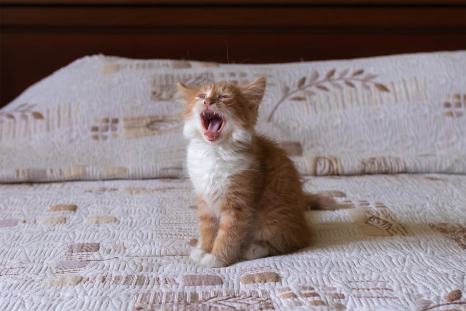 Your cat might seem like it's crying because it is upset, but this is unlikely.