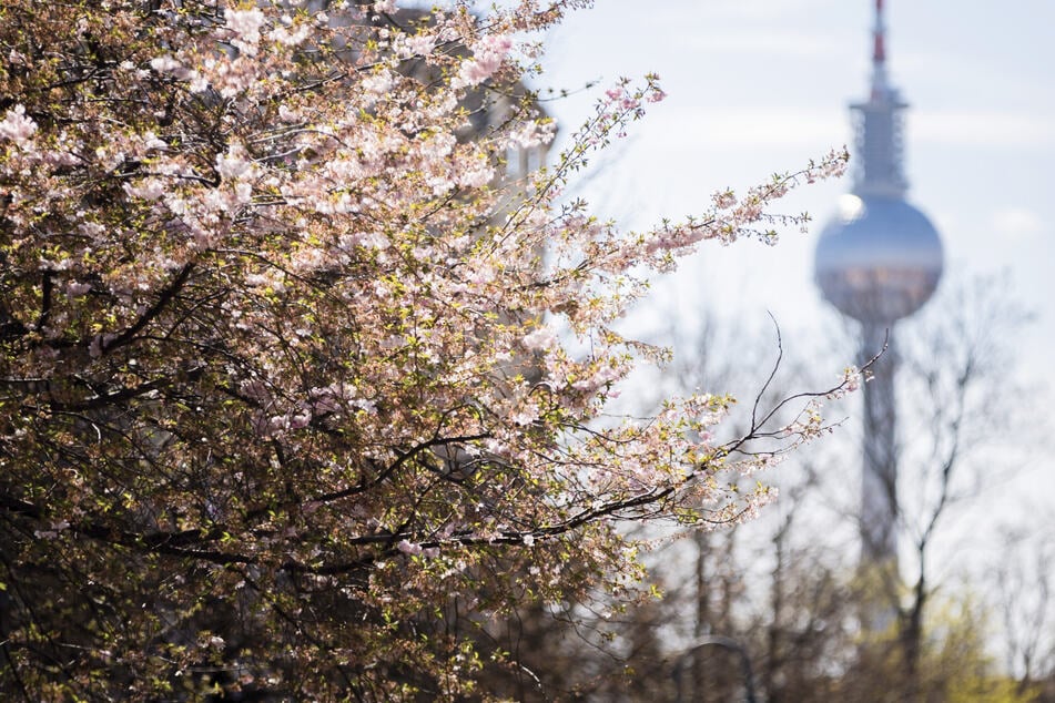Wetter in Berlin und Brandenburg: Heute nochmal Frühling, dann wird es kälter