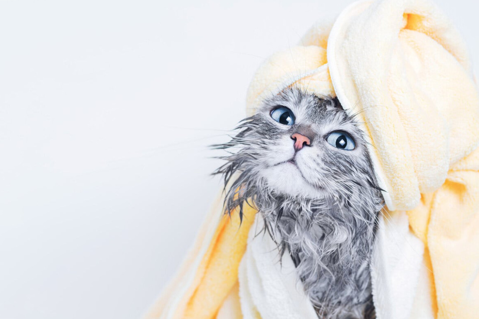 Do cats need baths? Should I bathe my cat?