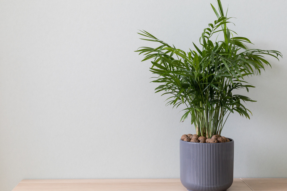 Die Bergpalme braucht nur wenig Pflege und Licht.