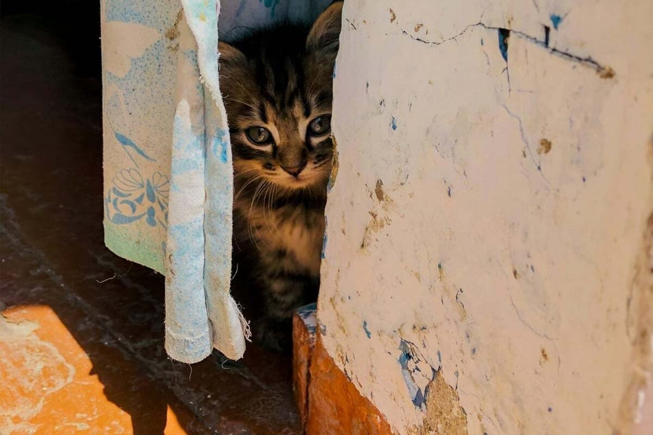 Cat depression: Why is my cat sad?