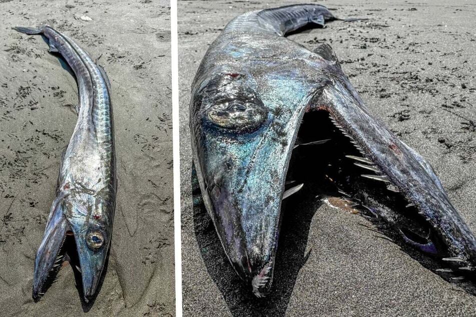 What is this creepy deep sea creature that washed up on the beach?