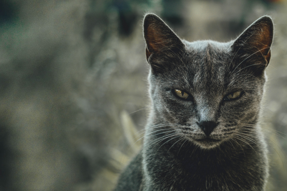 Why is my cat being aggressive all of a sudden?